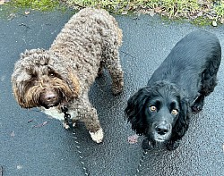 Buddy & Cody