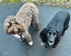 Buddy & Cody Feb25