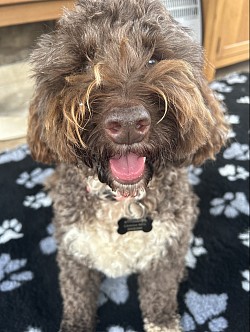 Buddy