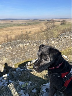 Pip🐶