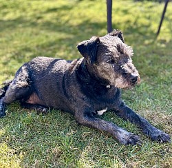 Pip chilling in the garden