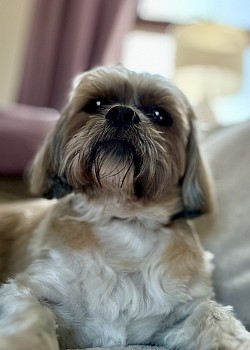 Ben🐶