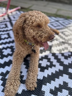 Bruno